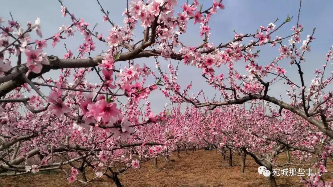 南阳老徐,河南南阳老徐最新视频