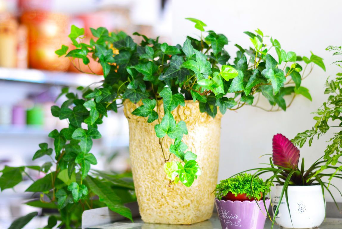 新装修的房子什么植物可以去甲醛,什么植物吸甲醛还能放在房间里面