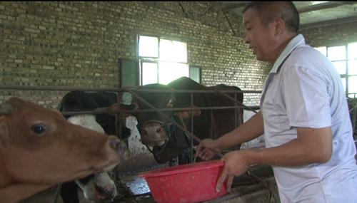 「十堰」我的脱贫故事丨周邦林：养牛过上“牛”日子