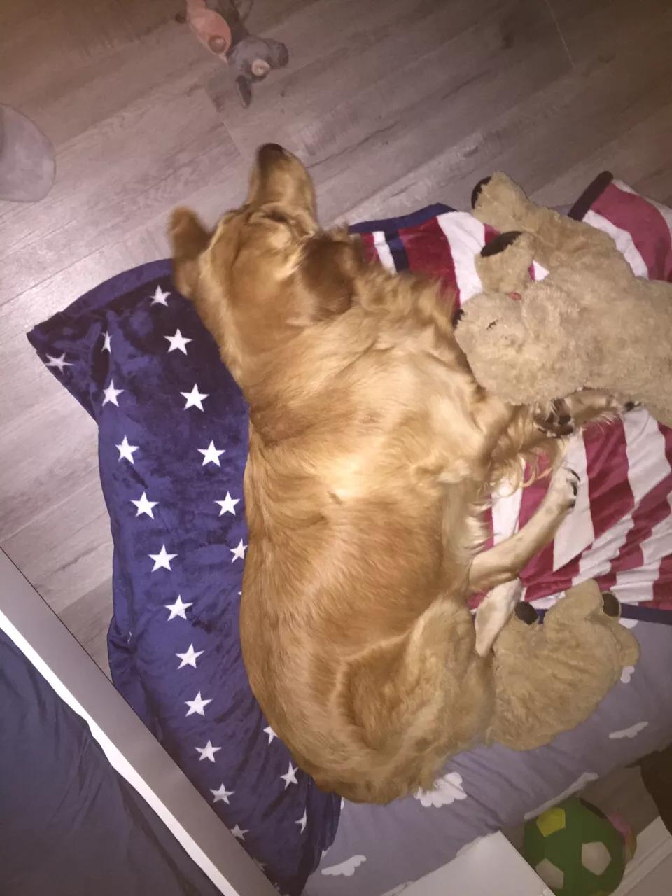 自制超大狗窝石棉瓦,自制超大狗窝衣服