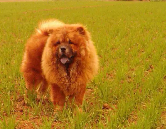 45种狗狗,45种狗类