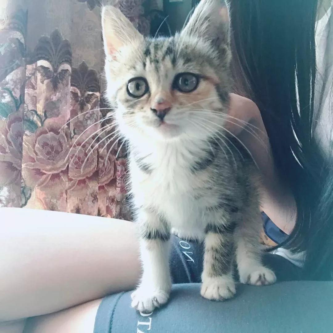 中华田园猫为什么叫中华田园猫呢,中华田园猫乌云盖雪是招财猫吗