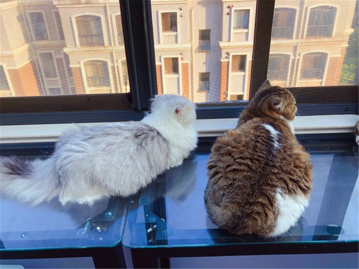 猫咪疫苗去宠物医院打靠谱吗,打疫苗辟谣