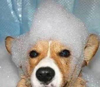 宠物狗体味重怎么办,狗狗体味大怎么去除最有效