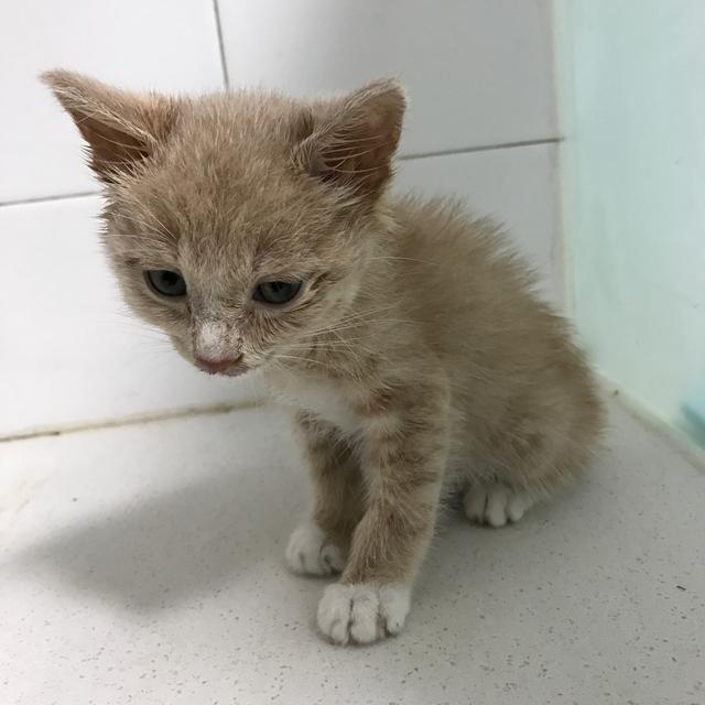 吸猫的科学依据来了,教你如何获得一只猫