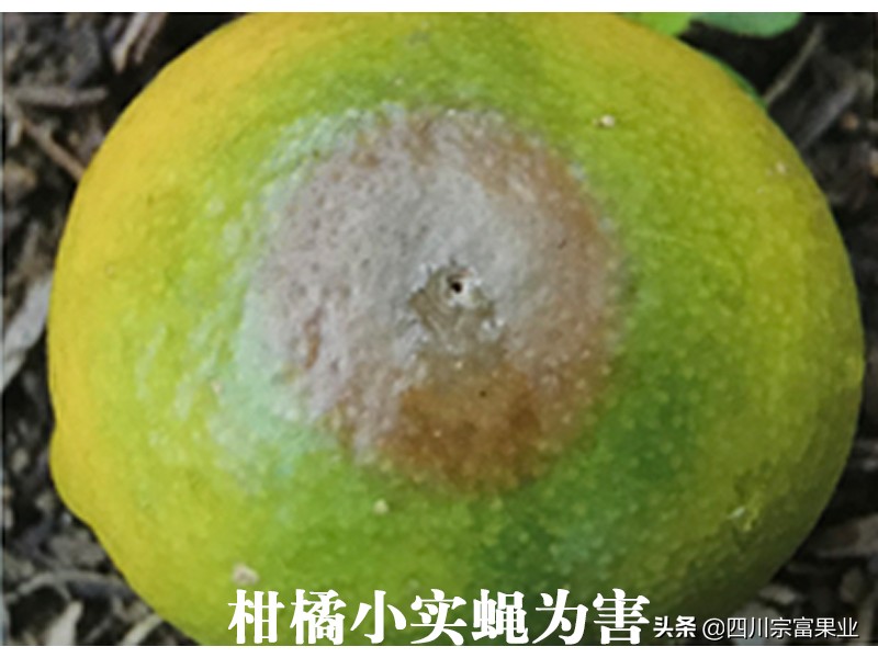 柑橘害虫图谱及防治方法,柑橘主要虫害防治大全现学现用