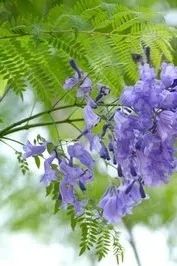 行走烟台市,行走烟台山