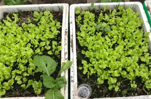 春天种菜怎么样施底肥,春季种菜用什么肥料合适