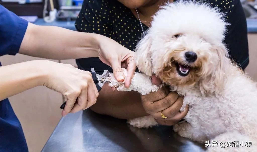 给狗狗剪指甲剪出血来怎么办,给狗狗剪指甲的时候它乱动怎么办