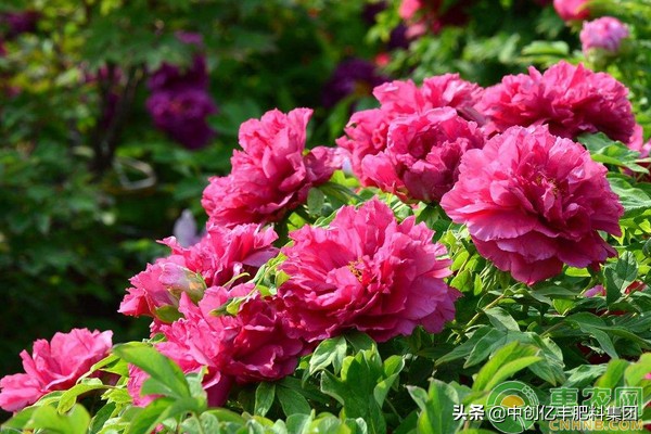 牡丹花怎么栽培,牡丹花苗木栽培