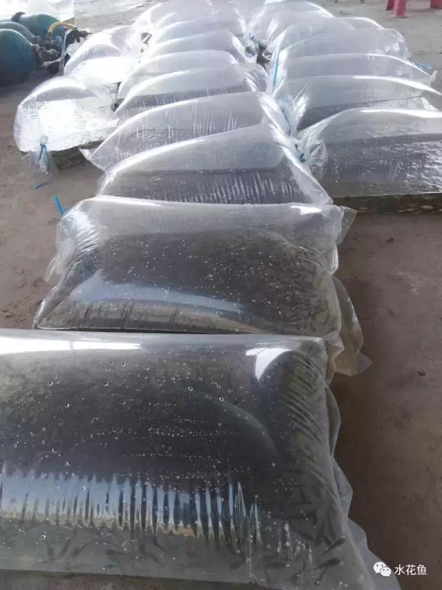 鱼苗投放鱼塘出现死亡怎么办,新进鲫鱼苗下塘大量死亡如何补救
