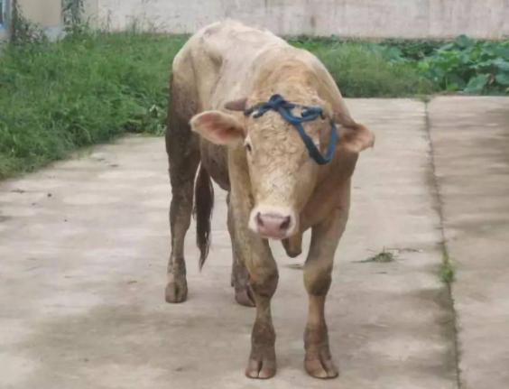 牛发烧用什么药退烧,牛发烧的最佳治疗方法