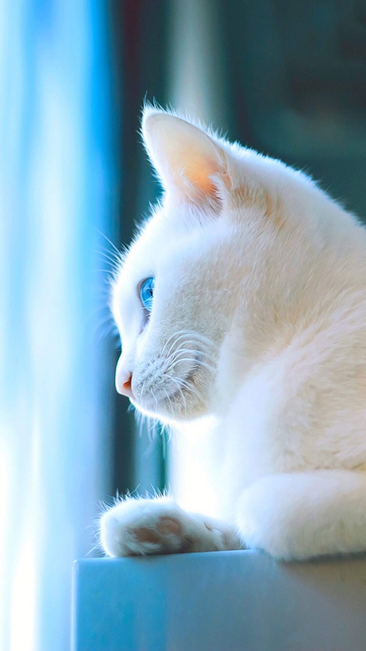 中华田园橘白猫脾气好吗,中华田园白猫配什么猫