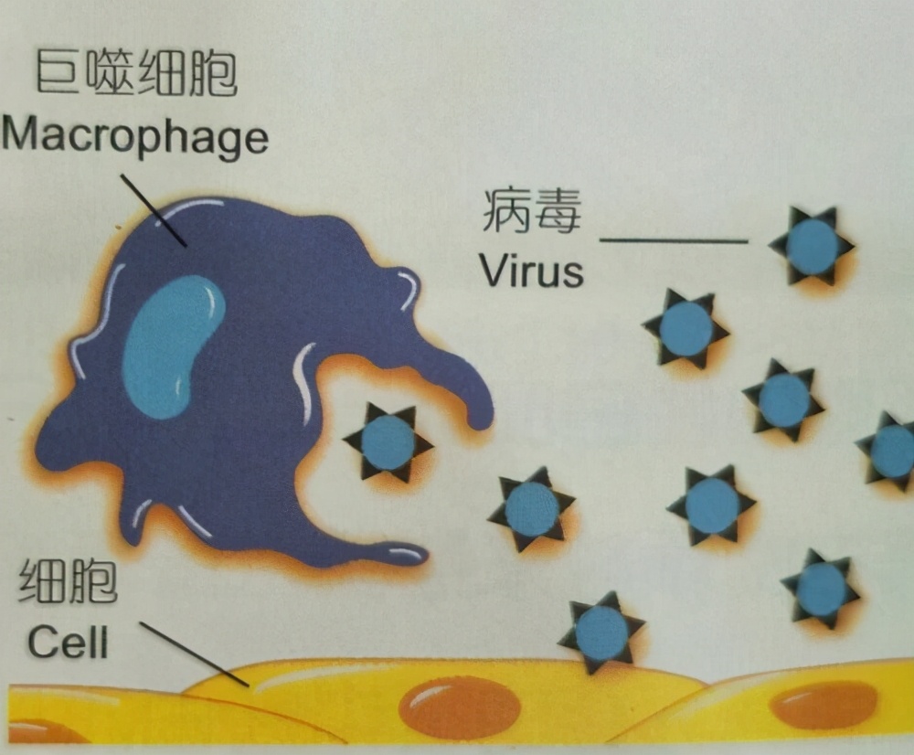 感冒吃药好还是不吃自愈,一般感冒吃药几天能自己好