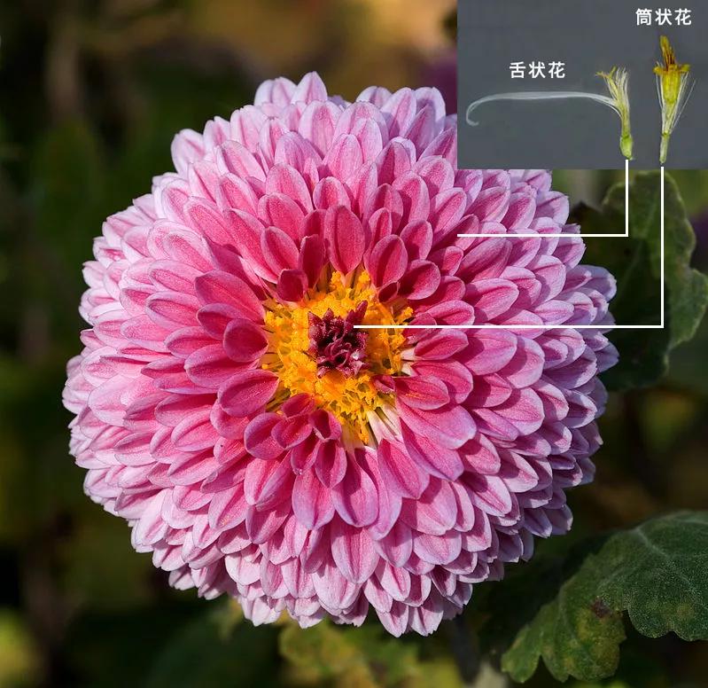 喜欢菊花有啥说法吗,喜欢菊花的人多吗