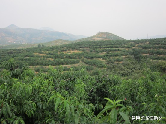 中国蜜桃,中国水蜜桃之乡阳山水蜜桃