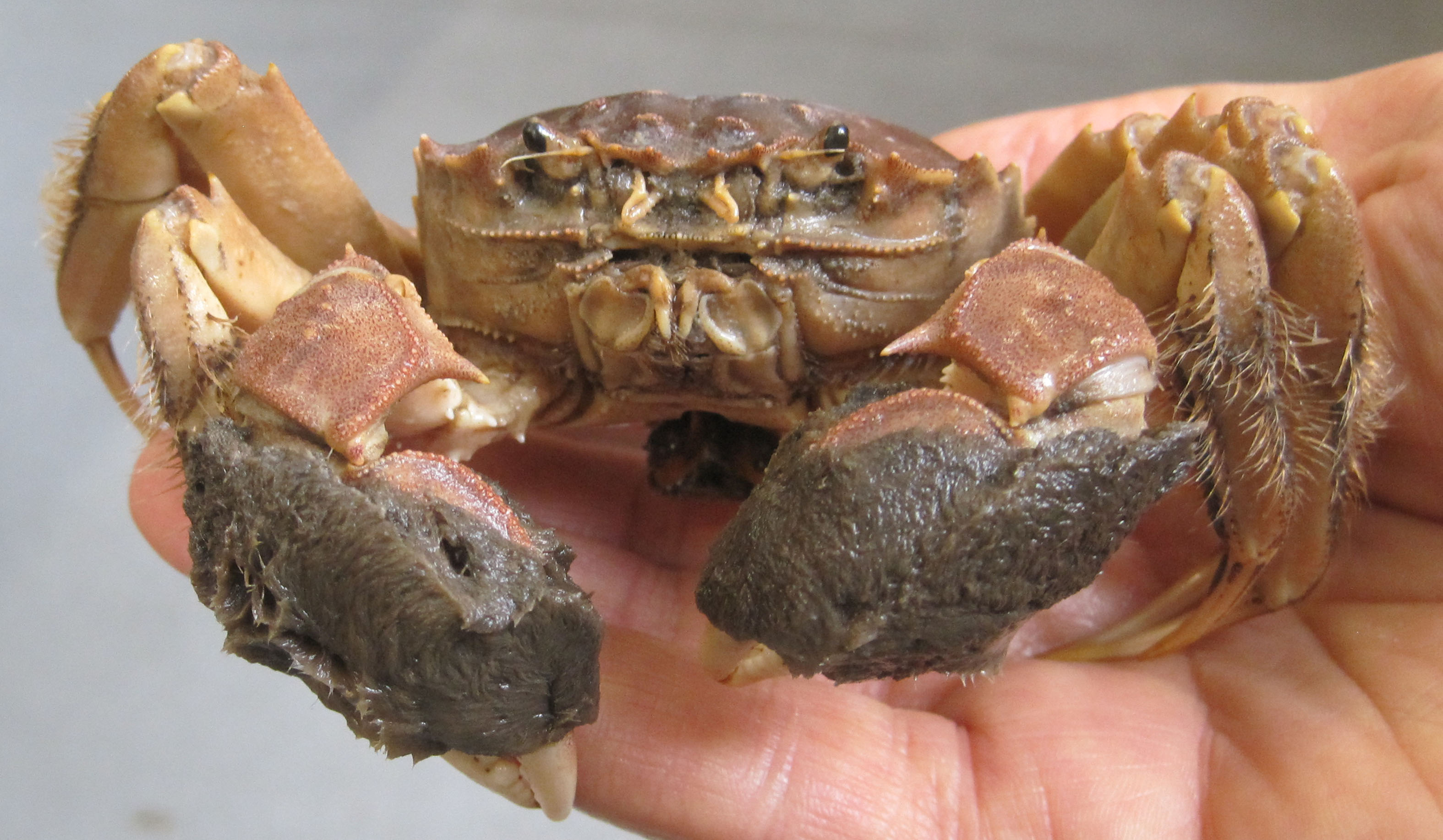 大闸蟹入侵欧洲的危害,大闸蟹在美国泛滥成灾视频