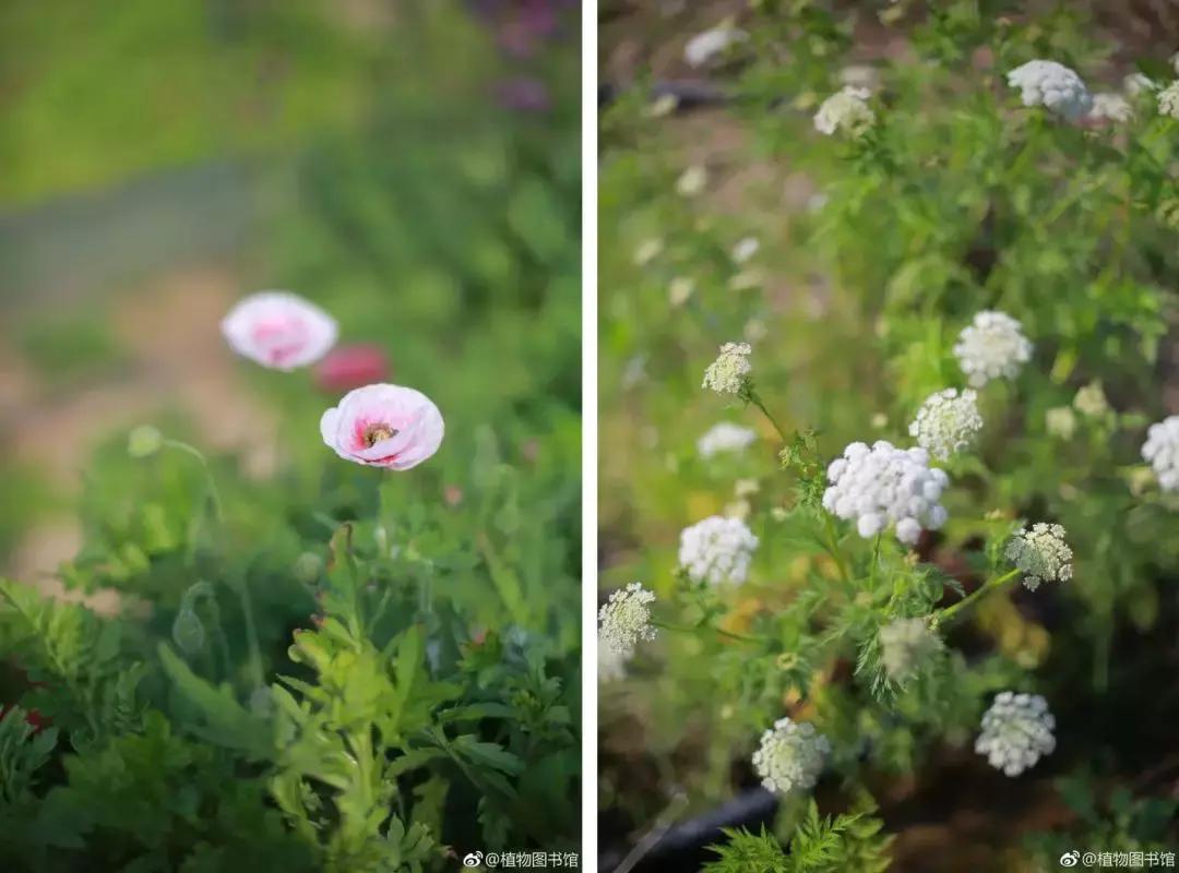 美到窒息！杭州这场园艺界的盛典，懂生活的人必须去！