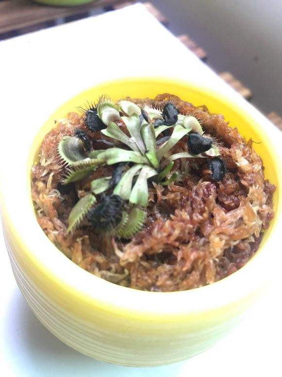 捕蝇草夹子变黑是怎么回事,捕蝇草夹子变黑变干怎么办