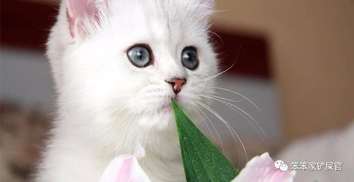 猫咪喜欢吃垃圾吃纸巾,猫咪异食癖撕咬纸箱