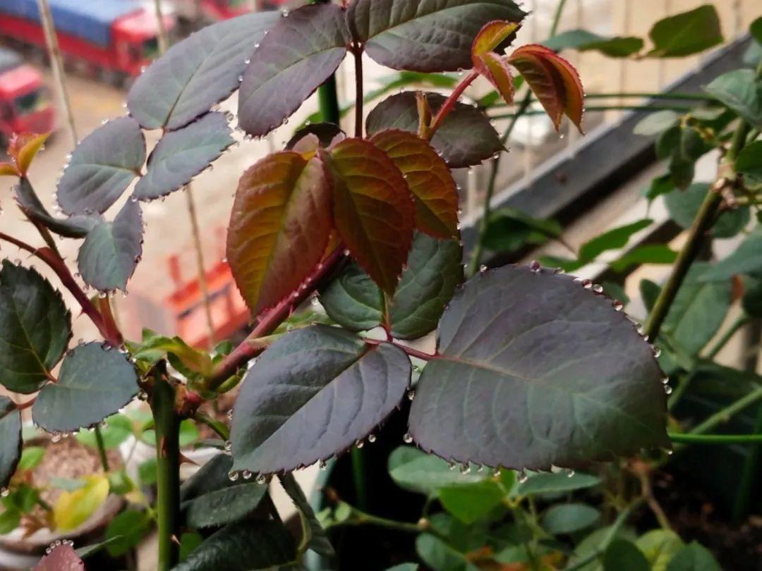 花叶子冒水珠怎么养,花叶子哗哗掉