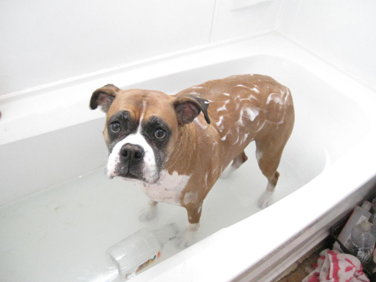 防跳蚤叮咬有什么好方法,防虱子跳蚤的方法