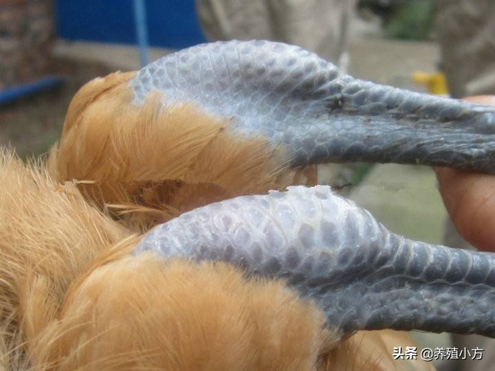 鸡得滑液囊支原体感染拉什么粪便,滑液囊支原体在鸡什么部位注射