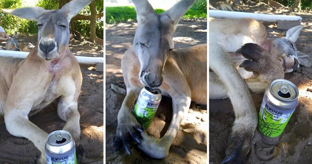 澳洲最好的抗癌药品,澳洲健康饮品真的有用吗