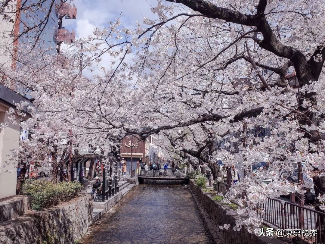 我在京都,攒下一整个春日的绝美樱色送给你。