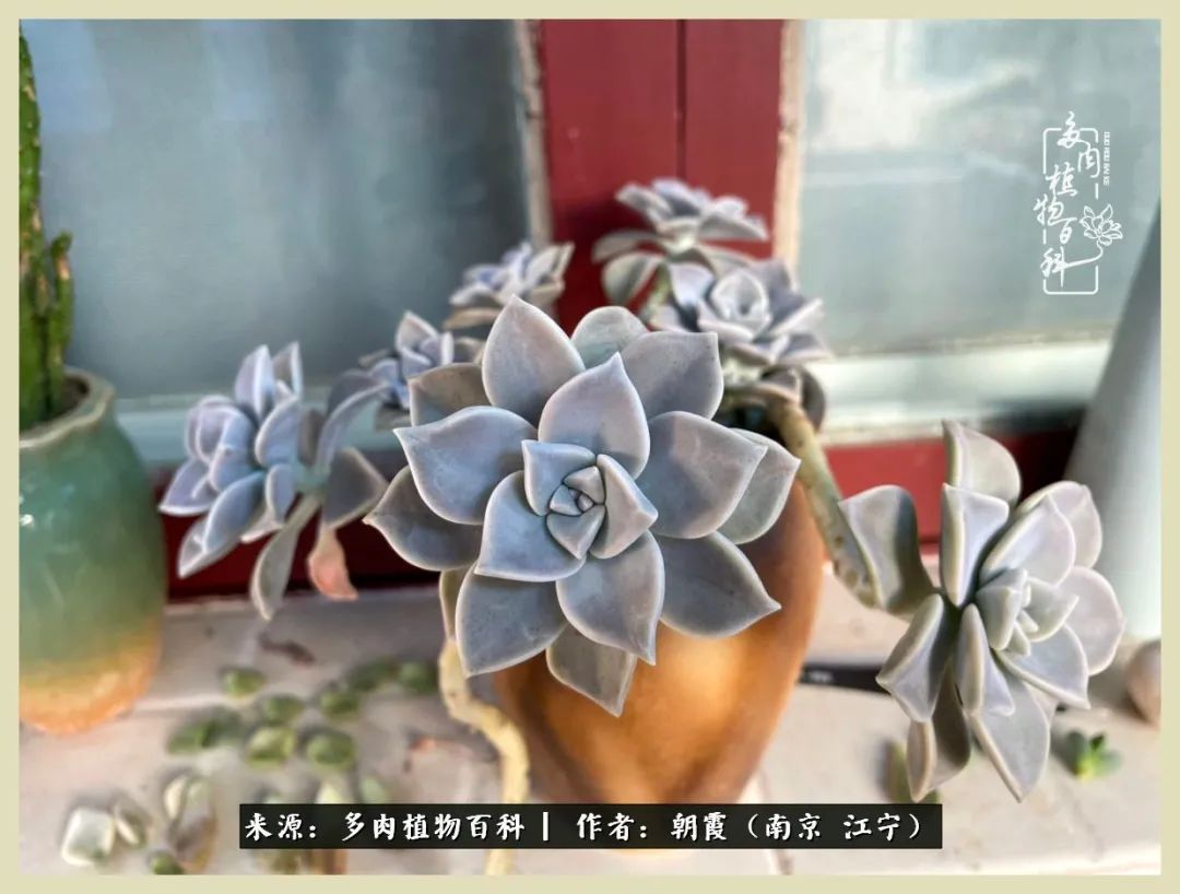 多肉最美的飘枝品种,多肉最美老桩