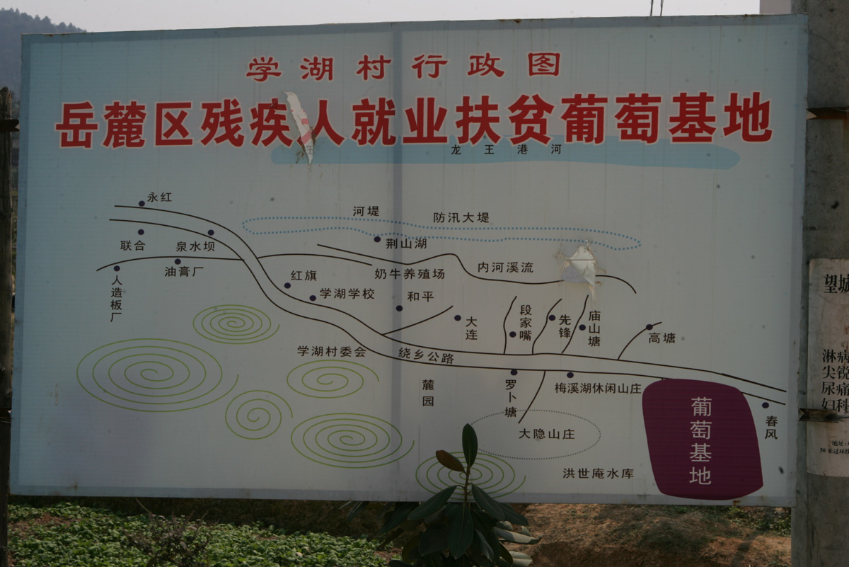 梅溪湖的葡萄园,梅溪湖有没有葡萄园