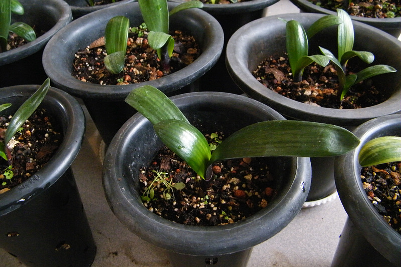 君子兰小苗新叶枯萎怎么办,君子兰小苗根部全枯萎怎么补救