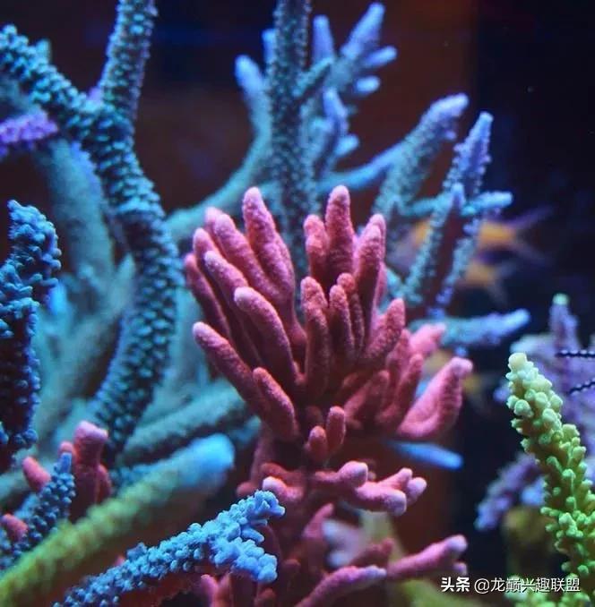 海缸最好养的生物,海缸最好养的软体生物