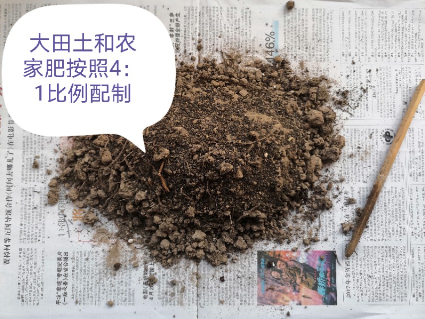 玻璃翠花怎么养殖视频教学,玻璃翠花卉养殖方法及注意事项