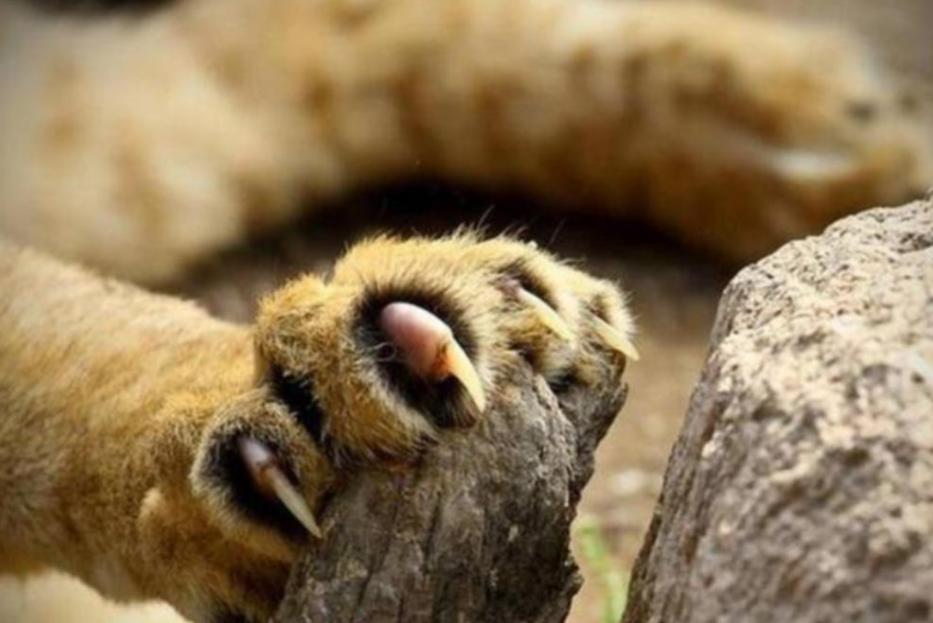 野生东北虎遇到人会主动攻击吗,为了自保杀死东北虎违法吗