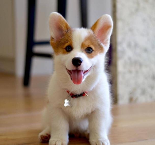 怎么给柯基配餐,如何正确为柯基搭配营养餐