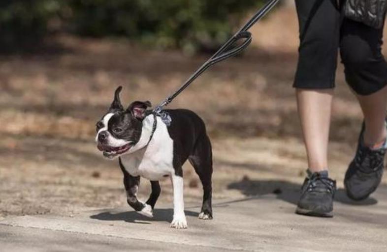 养狗的都懂得养狗秘籍,养狗的七大好处