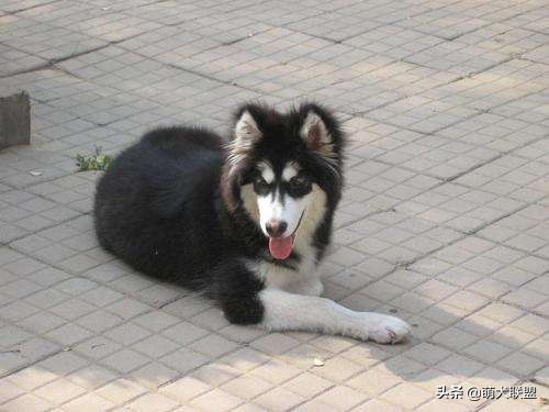 给阿拉斯加幼犬吃什么好呢,阿拉斯加美毛狗粮