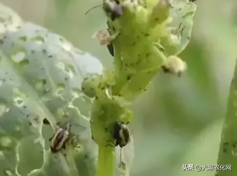 跳甲打甲,跳甲上午打还是晚上打好