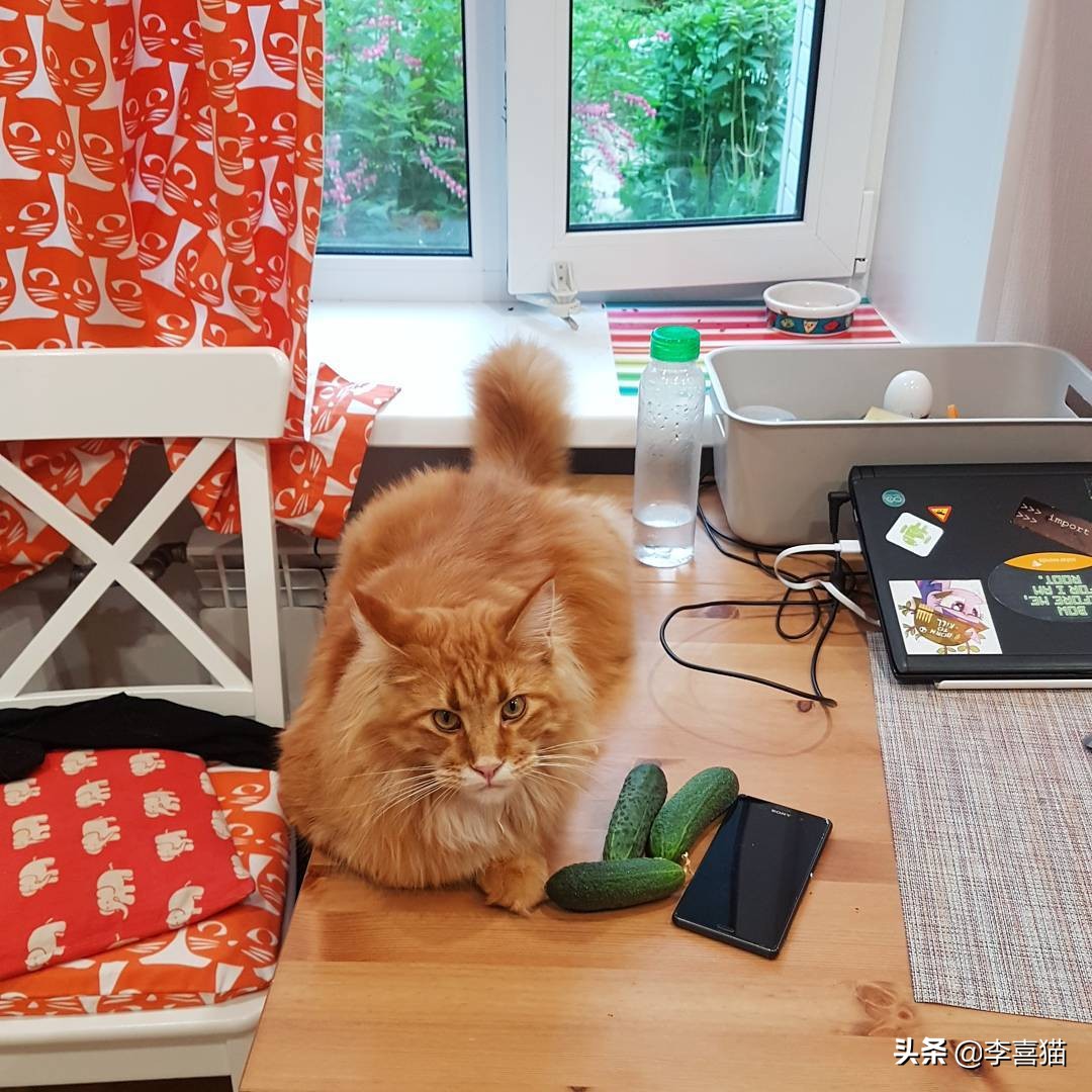 黄瓜吓唬猫会应激吗,盘点猫咪被黄瓜吓一跳的瞬间