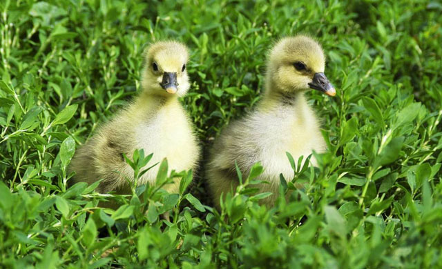 小鹅拉白屎用什么药能治好,小鹅拉白屎怎么办