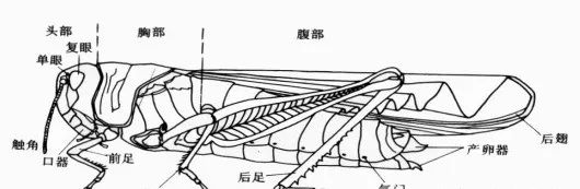 八年级上册生物期末必考的知识点,八年级上册生物性状的遗传知识点