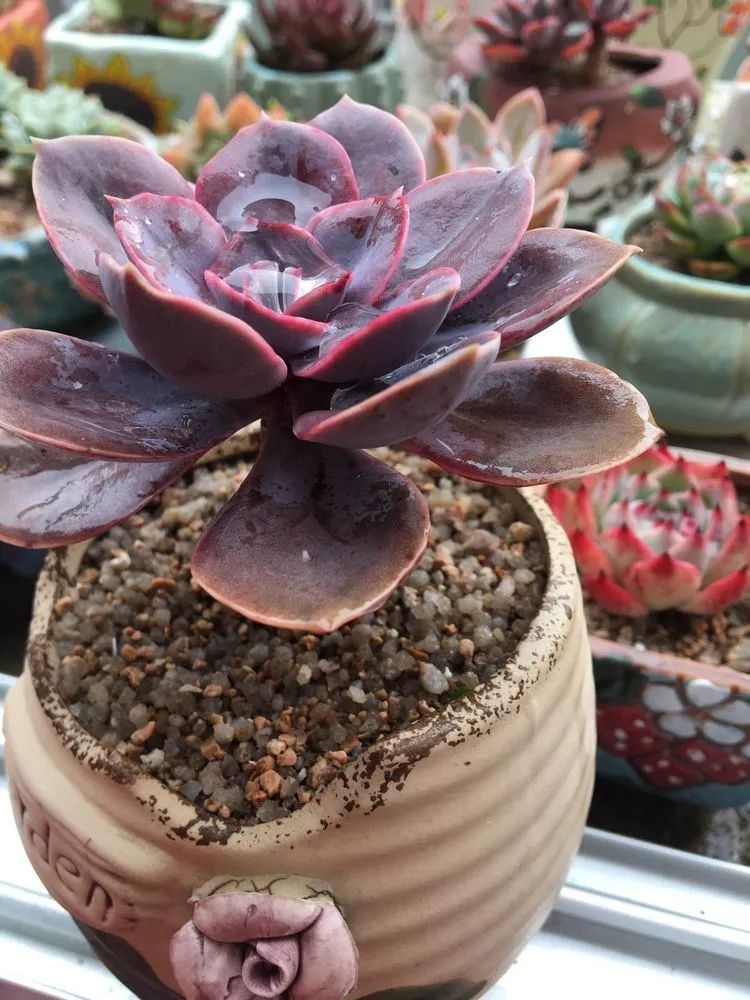 五颜六色的透明多肉,颜色超好看的多肉