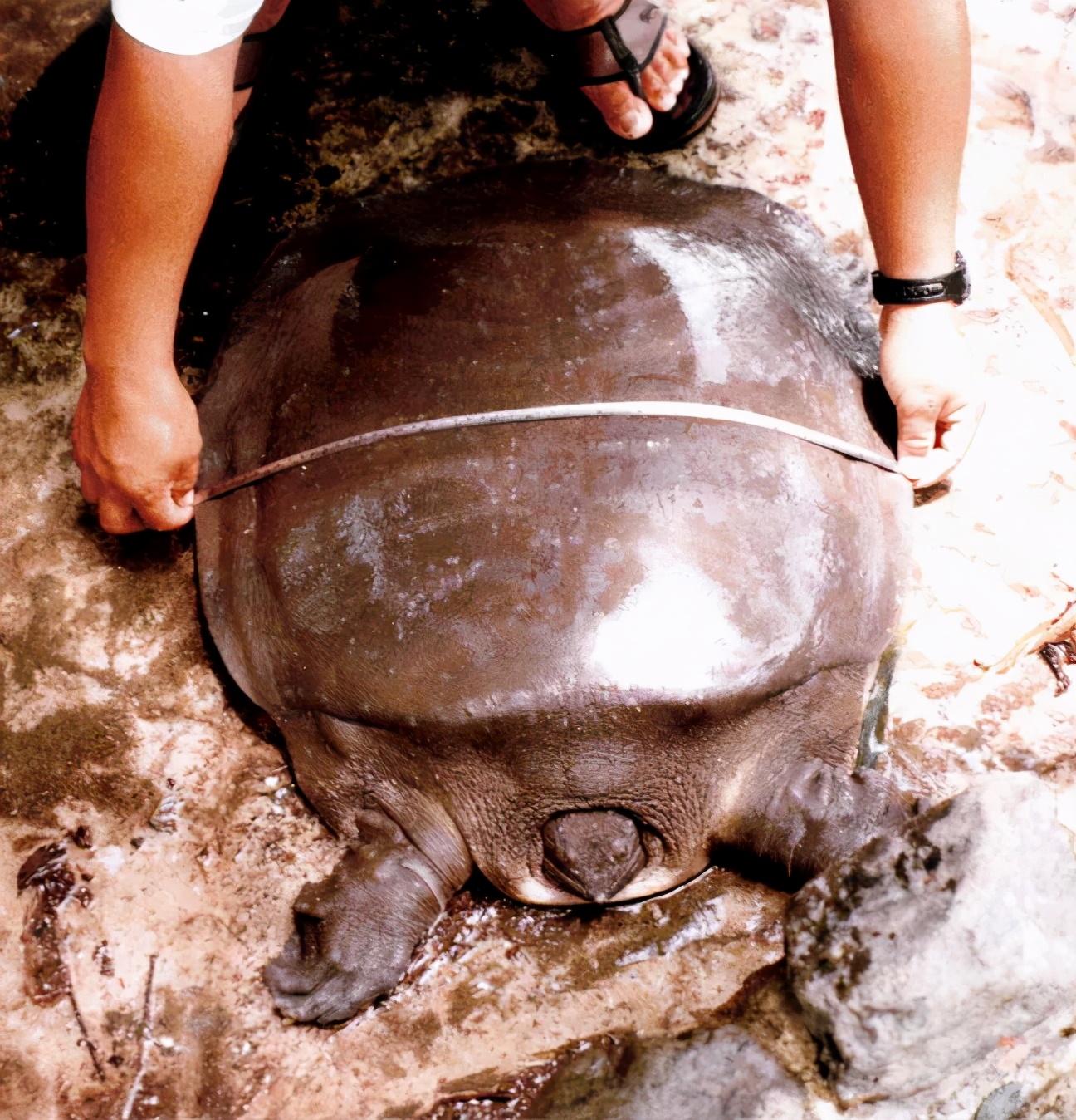 你知道乌龟为什么能活这么久吗,乌龟不用吃东西它也能活下来吗