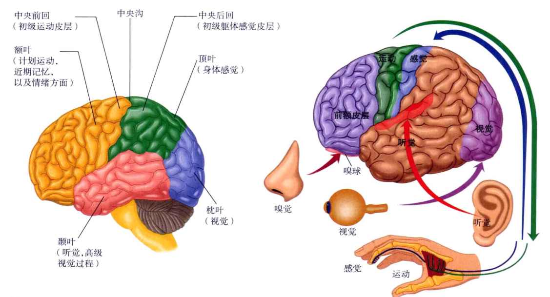 心理学的生物学基础知识,生物心理学知识书籍