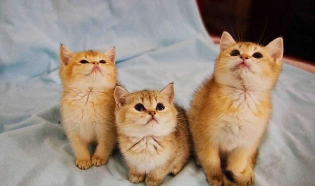 英国短毛猫的种类特别多,哪种是你的心头爱?最爱橘色“金胖子”