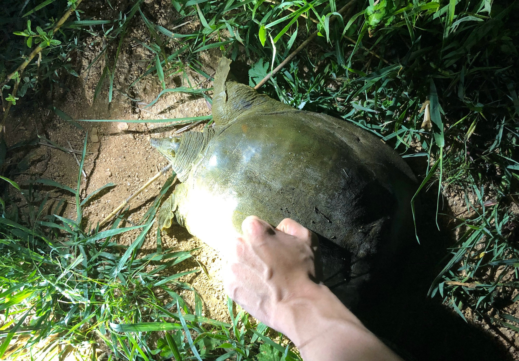 钓鱼人钓到鳖,南阳一46斤百年巨鳖上岸被捉