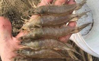 对虾红体红尾主要原因是哪些,白对虾尾尖红什么原因