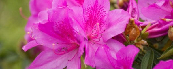 杜鹃花浇水每次都调酸吗,杜鹃花浇水多了是什么样子