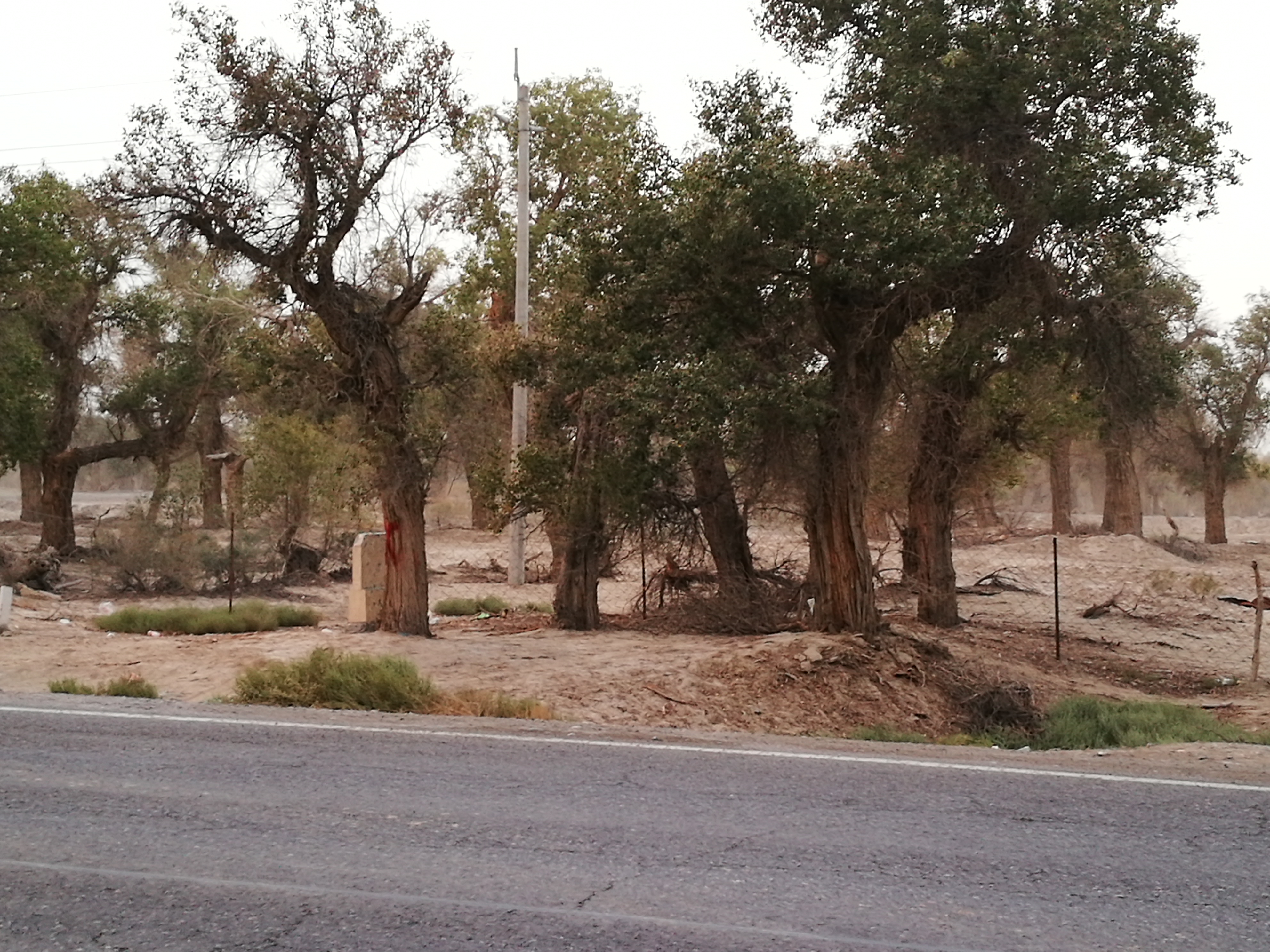 13000公里新手独驾*疆新**第23天——穿越塔克拉玛干沙漠，遭遇陷车